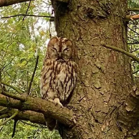 Σπίτι διακοπών Hootsman