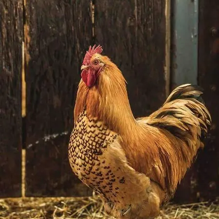 Hootsman Σπίτι διακοπών *