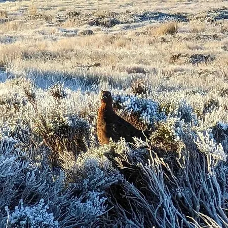 Hootsman * Rosedale Abbey