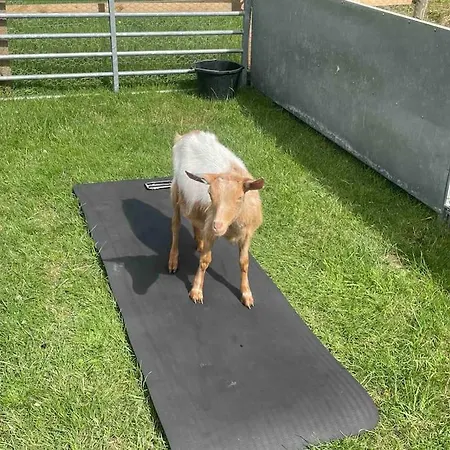 Hootsman Rosedale Abbey