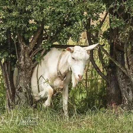 Hootsman * Rosedale Abbey