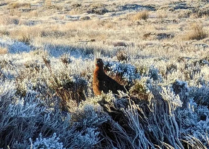 Hootsman * Rosedale Abbey
