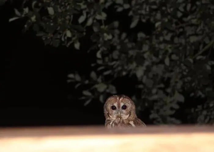 Hootsman Holiday home Rosedale Abbey