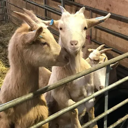 Tatil Evi Hootsman *