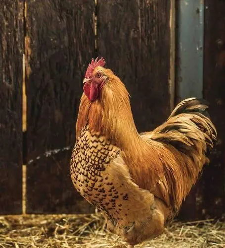 Hootsman Дом отдыха *