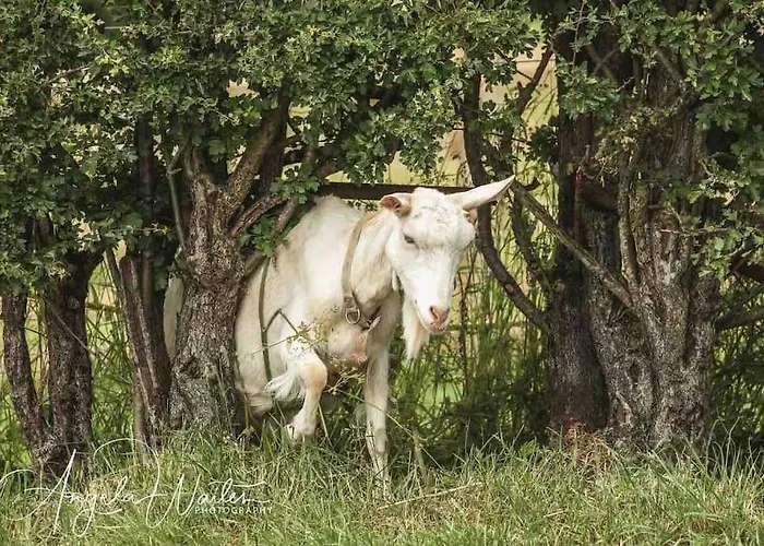 Hootsman * Rosedale Abbey
